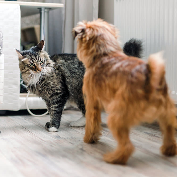 Your Dog Humping the Cat Isn't About What You Think