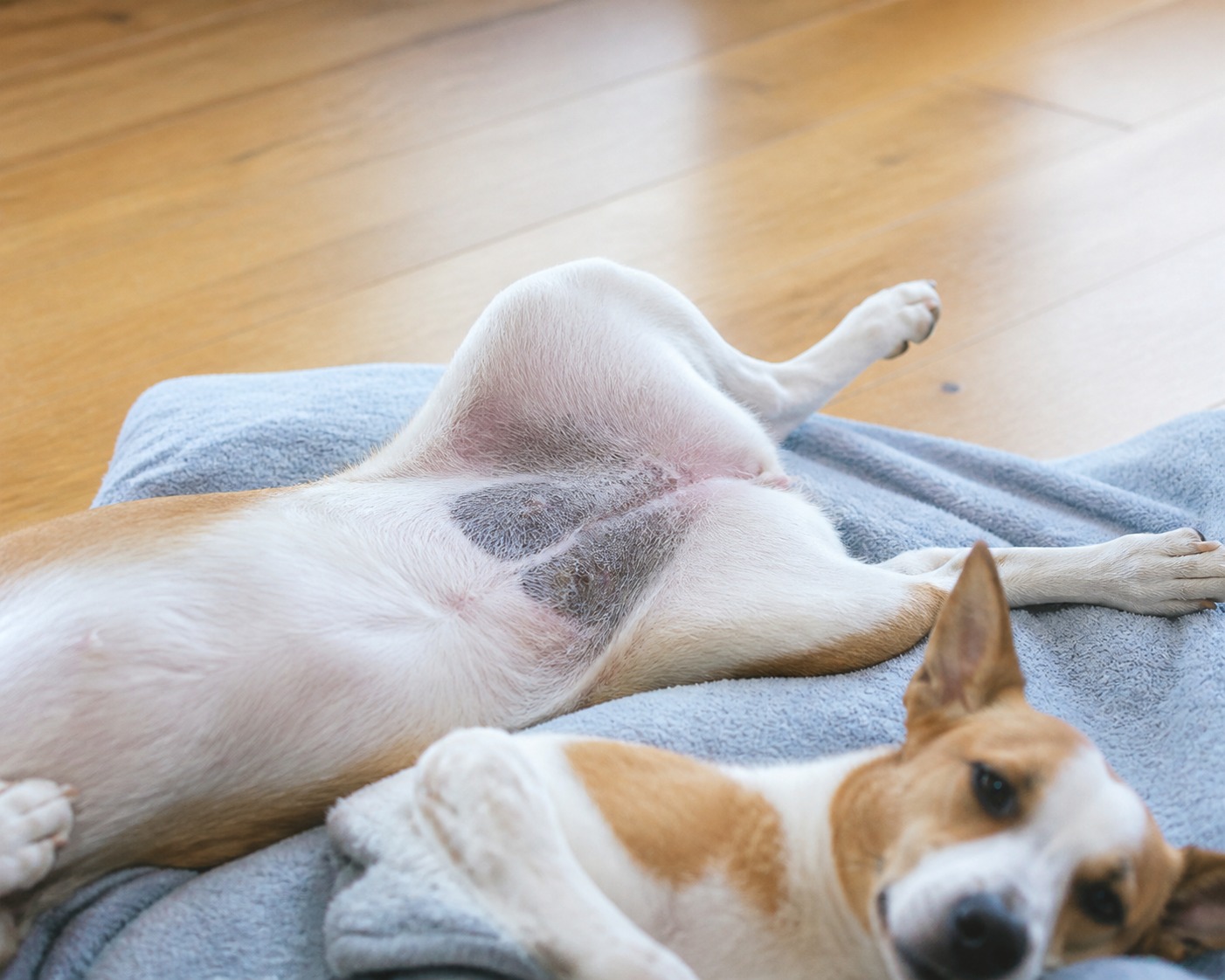 Your Dog's Skin Is Turning Gray or Black. It's Trying to Tell You Something.
