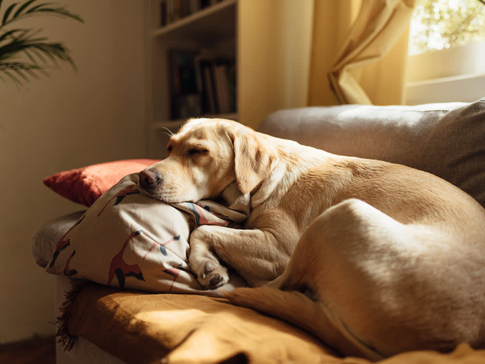 The Thyroid Test That Puts Healthy Dogs on Lifelong Medication