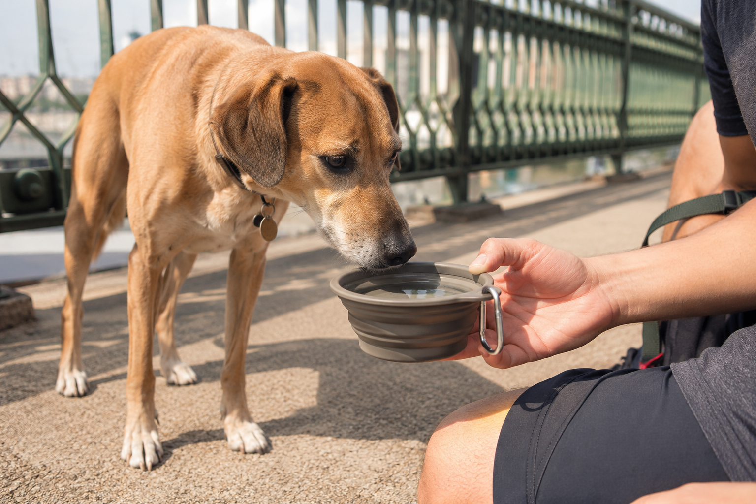 A Dog Who Won't Drink Water Is a Clock, Not a Quirk