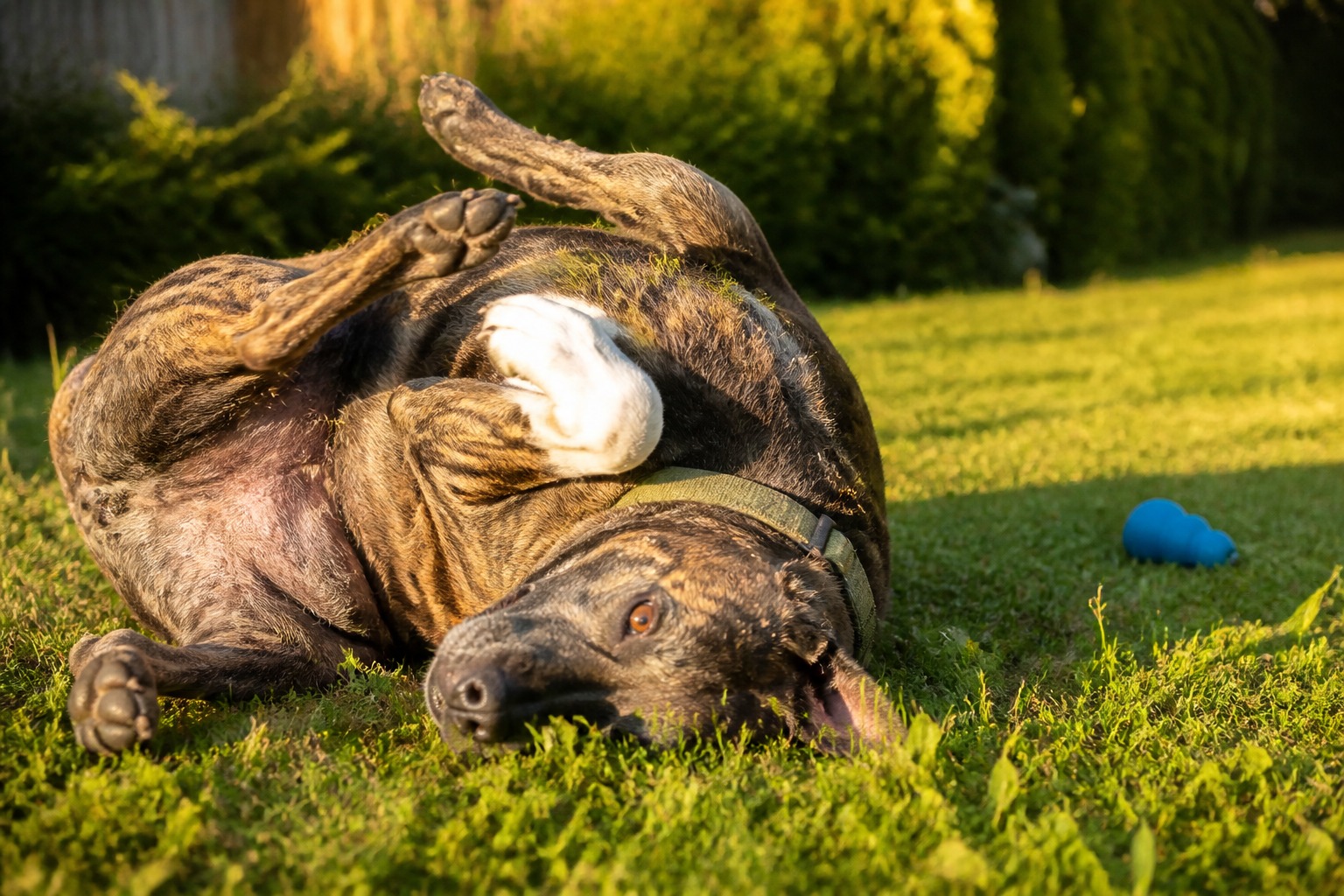 You Can't Cure Dog Allergies. Here's What Actually Stops the Itch.