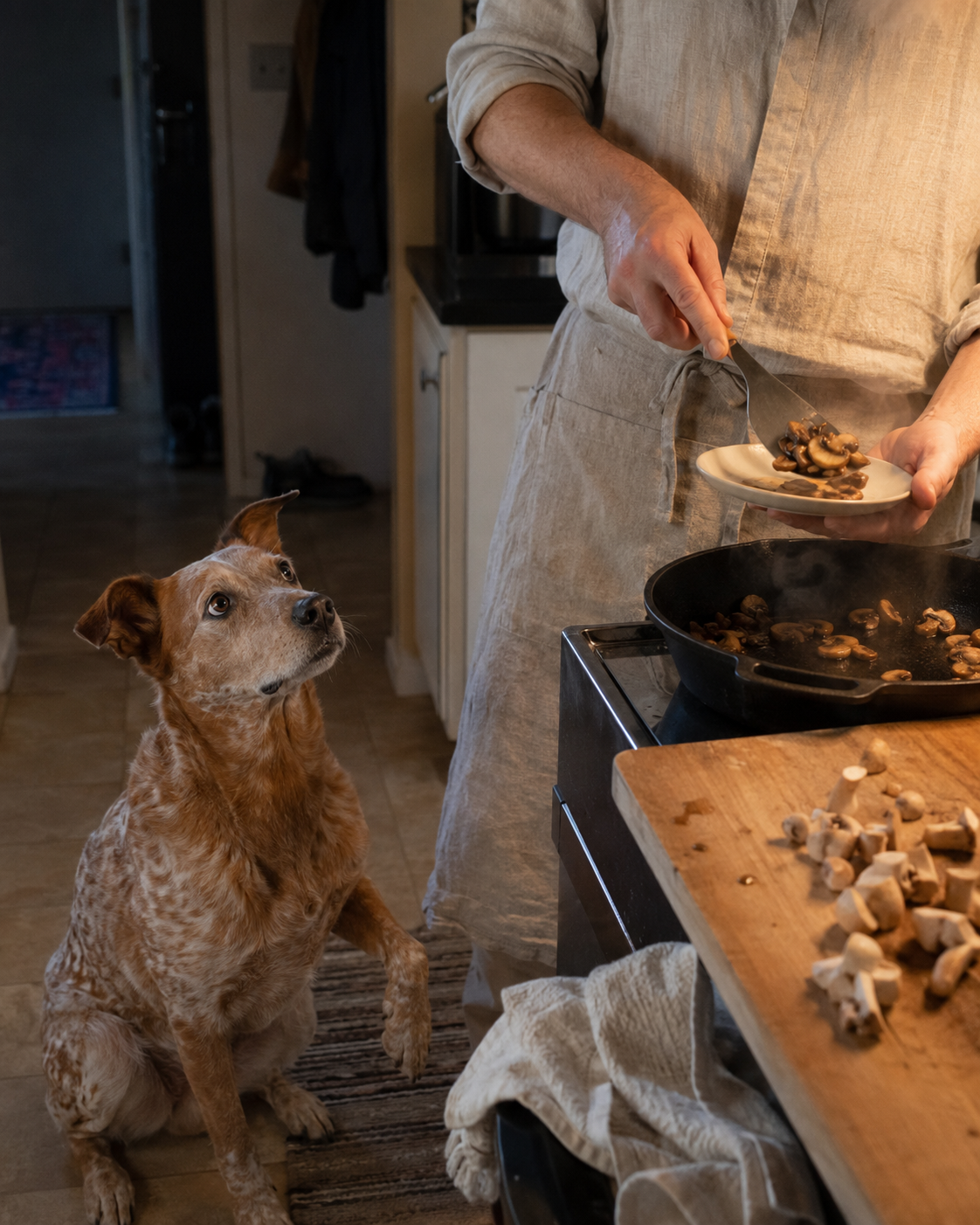 Grocery-Store Mushrooms Are Fine for Dogs. Your Skillet Isn't.