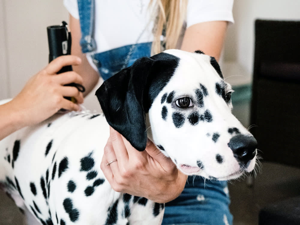 The Vet Laser Isn't Magic. But It Isn't a Gimmick Either.