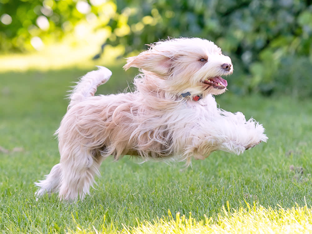 The Four-Paw Bounce, Decoded (and the One Version That Isn't Cute)