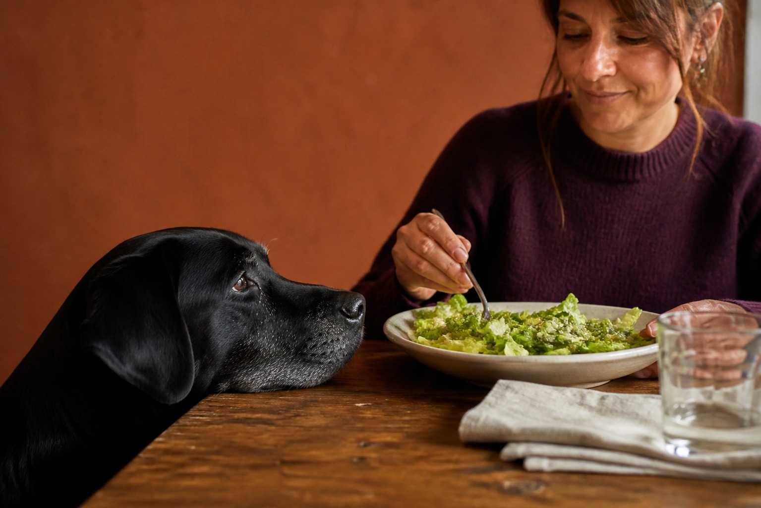 Lettuce Does Almost Nothing for Your Dog. Here's When It's Still Worth Feeding.