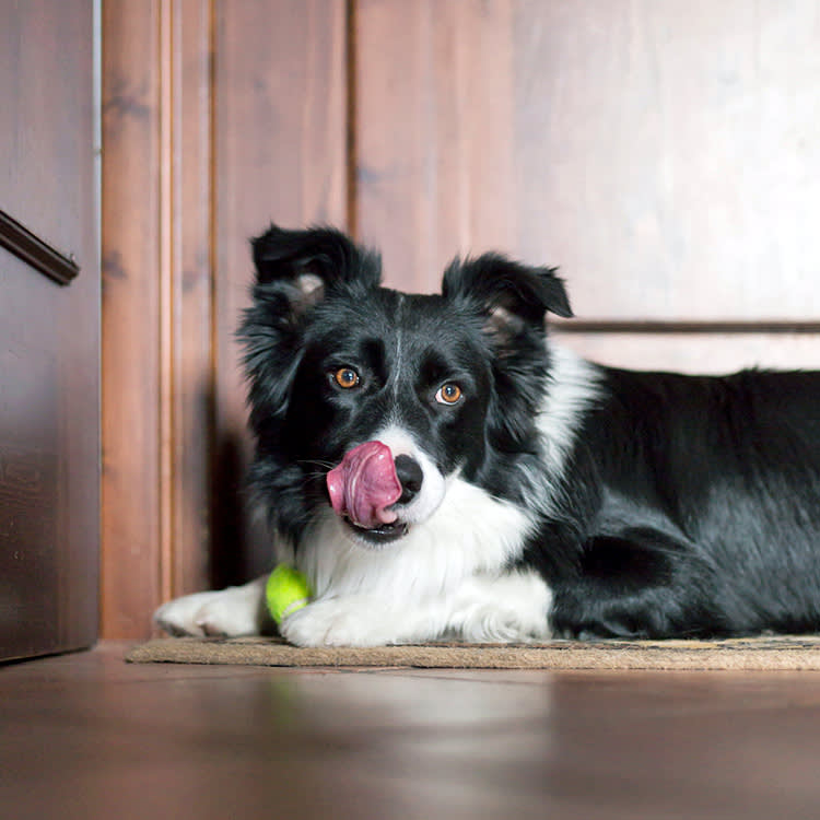 Your Dog's Licking Is a Map. Here's How to Read What That Tongue Means