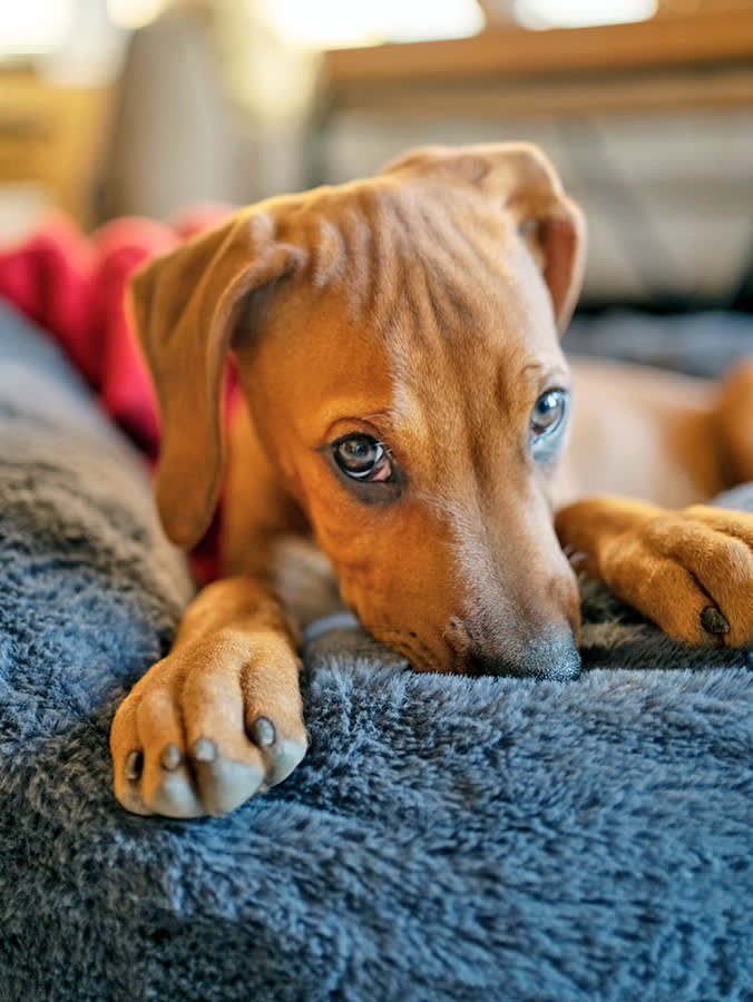 Vets Scoped 19 Couch-Licking Dogs. 14 Had Something Wrong With Their Gut.