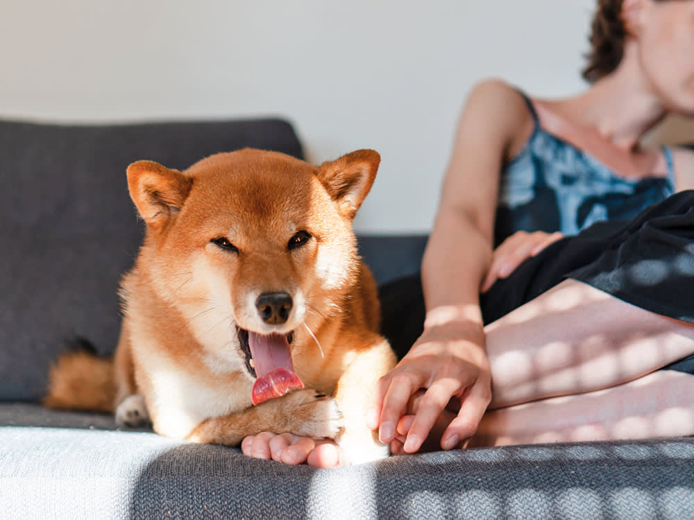 Your Dog Isn't Kissing Your Feet. They're Reading Them.