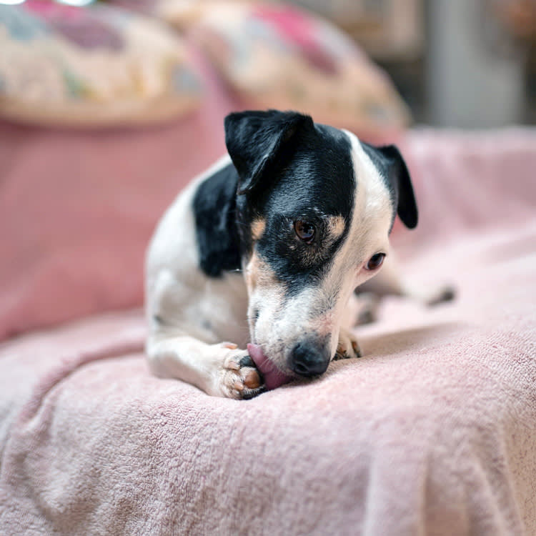 Your Dog Licking Itself Is Normal. Until One Spot Becomes a Full-Time Job.