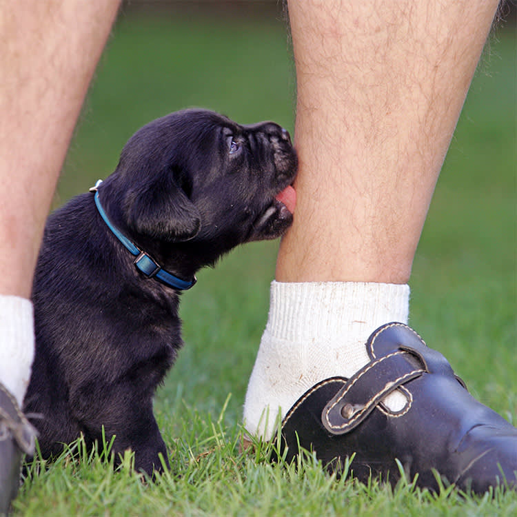 It's Not Why Your Dog Licks Your Legs. It's How Long.