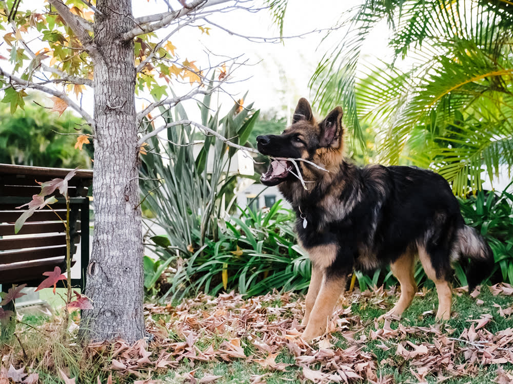 Your Teenage Dog Didn't Forget Their Training. Science Explains What Happened