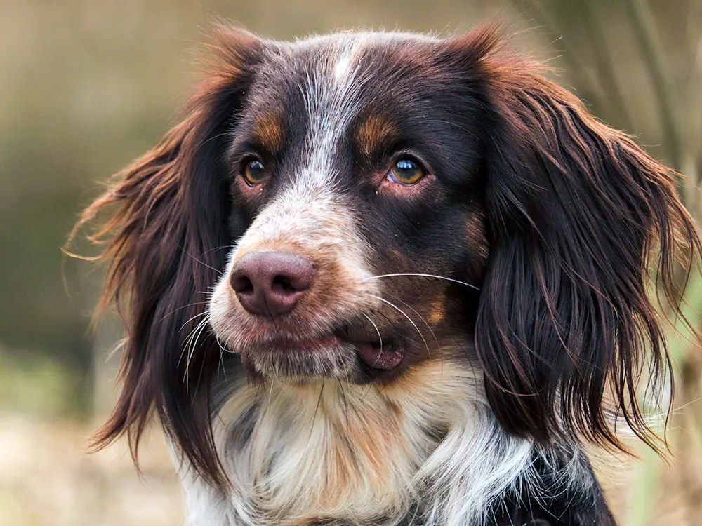 Your Dog Curls Its Lip and Chatters Its Teeth. It's Reading a Smell You Can't.