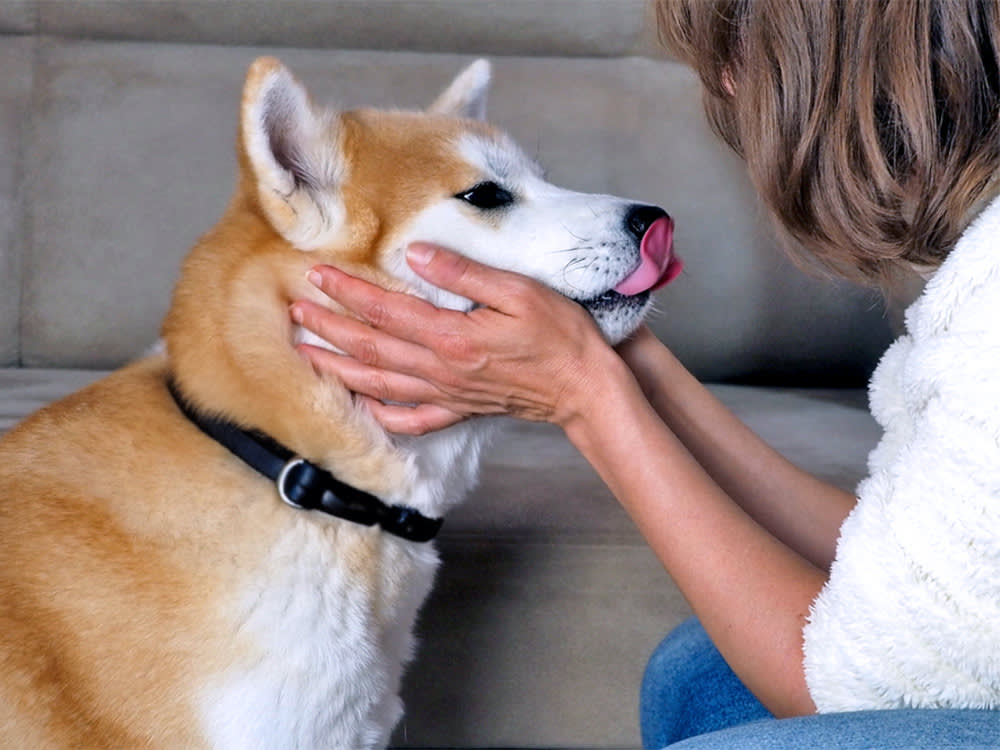Your Dog's Lip Lick Means Nausea or 'Please Back Off.' Learn to Tell.