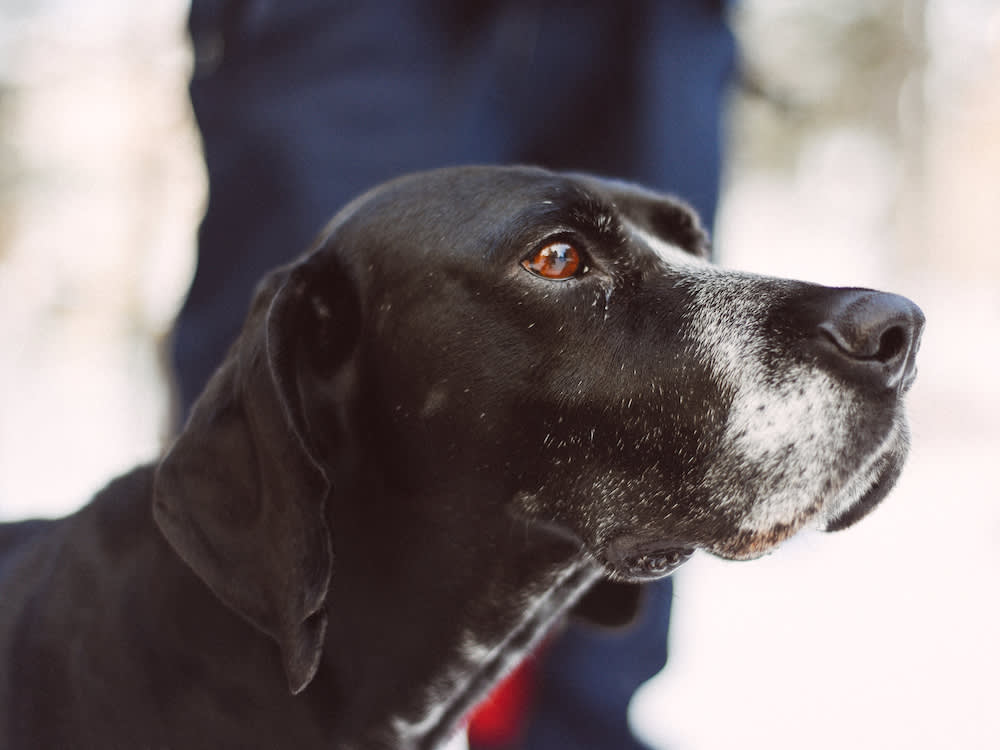 The Dog Longevity Pill Is Almost Real. It Won't Buy You Forever.