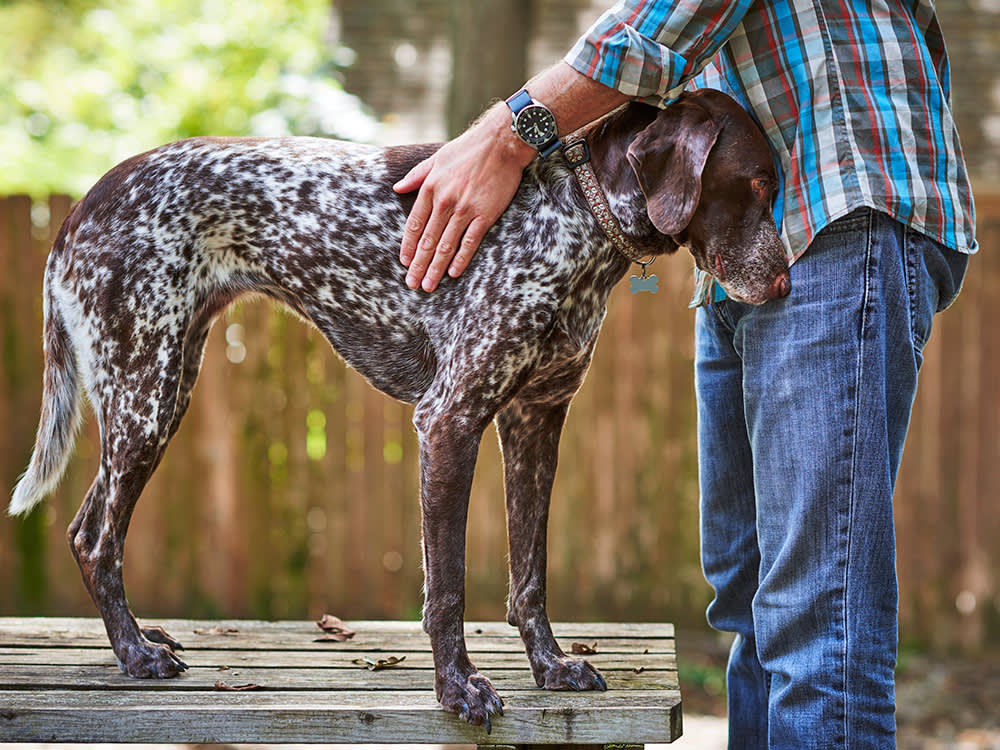 You Found a Lump on Your Dog. Here's the One Thing You Can't Do About It.