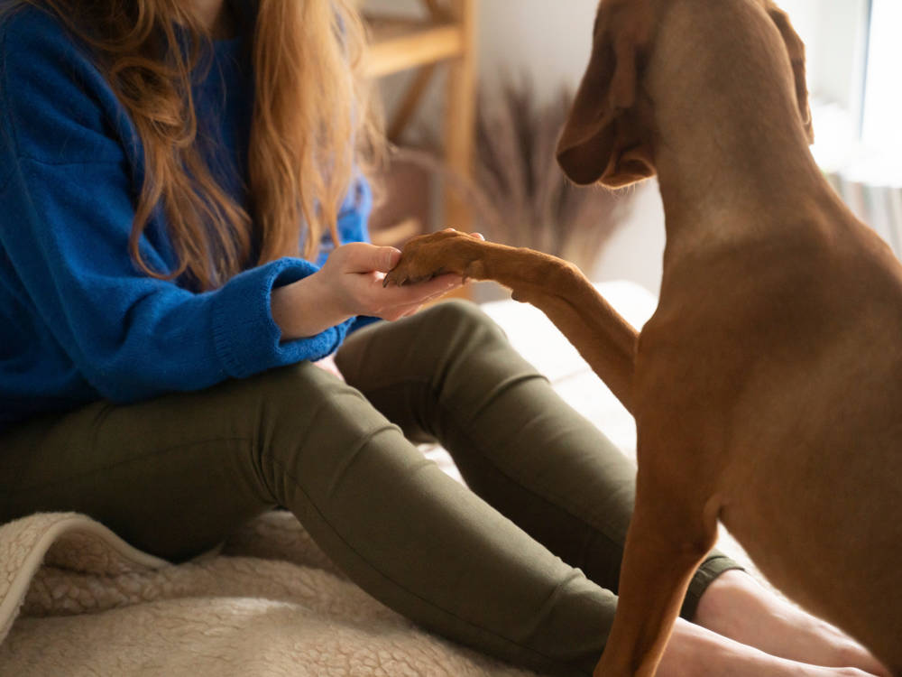 Those Clicking Nails Aren't Cosmetic. They're Changing How Your Dog Walks.