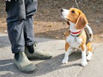 Your Dog Isn't Being Difficult. They're Begging for a Schedule.