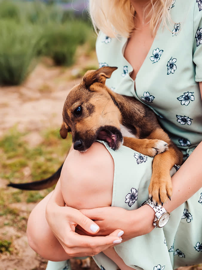 Your Dog's Nibble Is a Dial, Not a Switch. You're Turning It the Wrong Way.