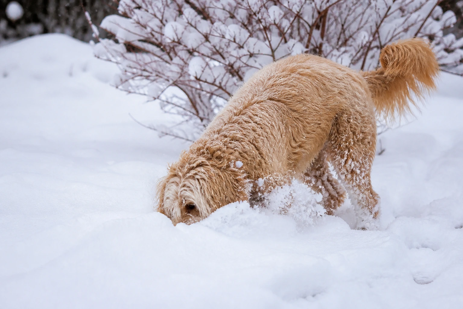Snow Is a Scent Time Capsule. That's Why Your Dog Won't Come Inside