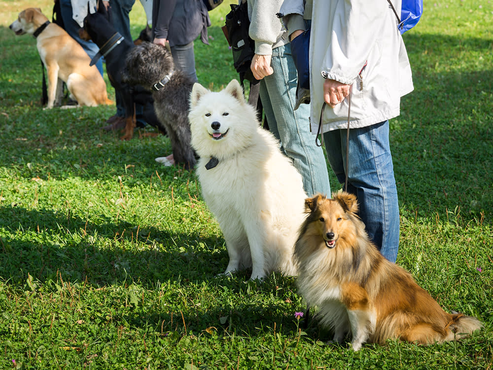 No, You Don't Need a Show Dog to Compete in Obedience