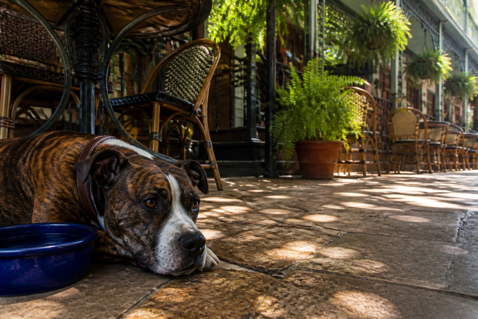 New Orleans Is a Great Dog Town. The Heat Is the Part Nobody Warns You About.