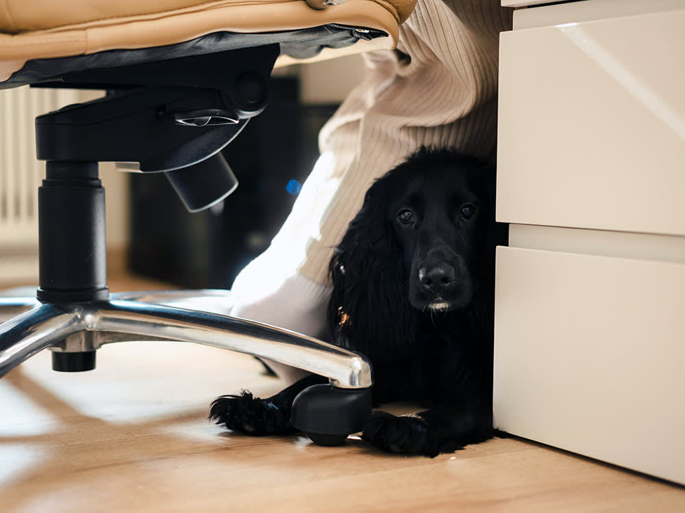 Your Dog Lying on Your Feet Is Not 'Dominance.' Stop Reading It That Way.