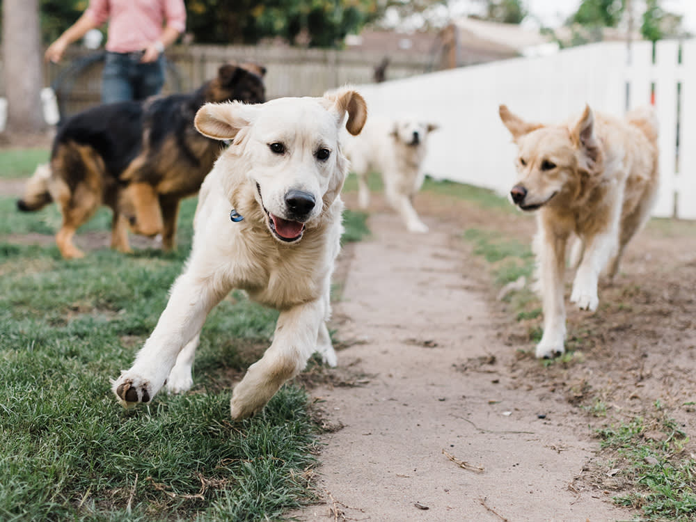 The Dog Park Sells Socialization. It Often Delivers the Opposite.