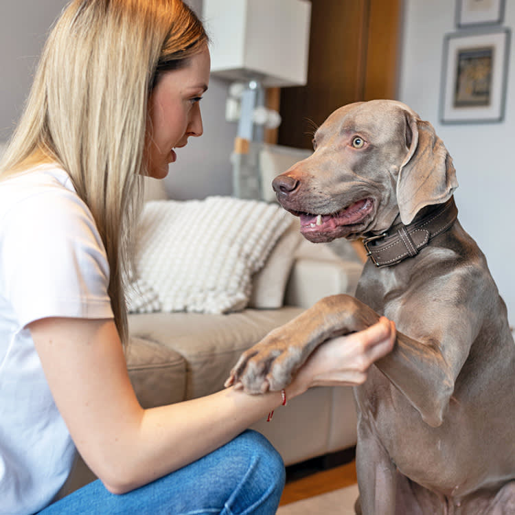 You Taught Your Dog to Paw at You. Here's How to Untrain It.