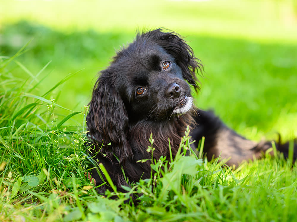 Your Dog's Poop Is a Daily Health Report. Here's How to Read It