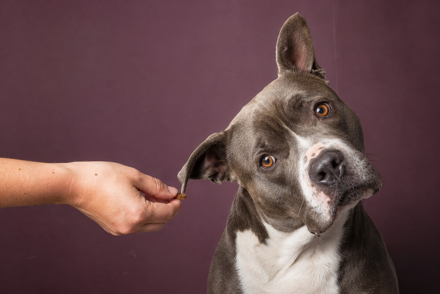 Shelters Say the Same Thing About Lost Dogs: Nobody Has a Usable Photo