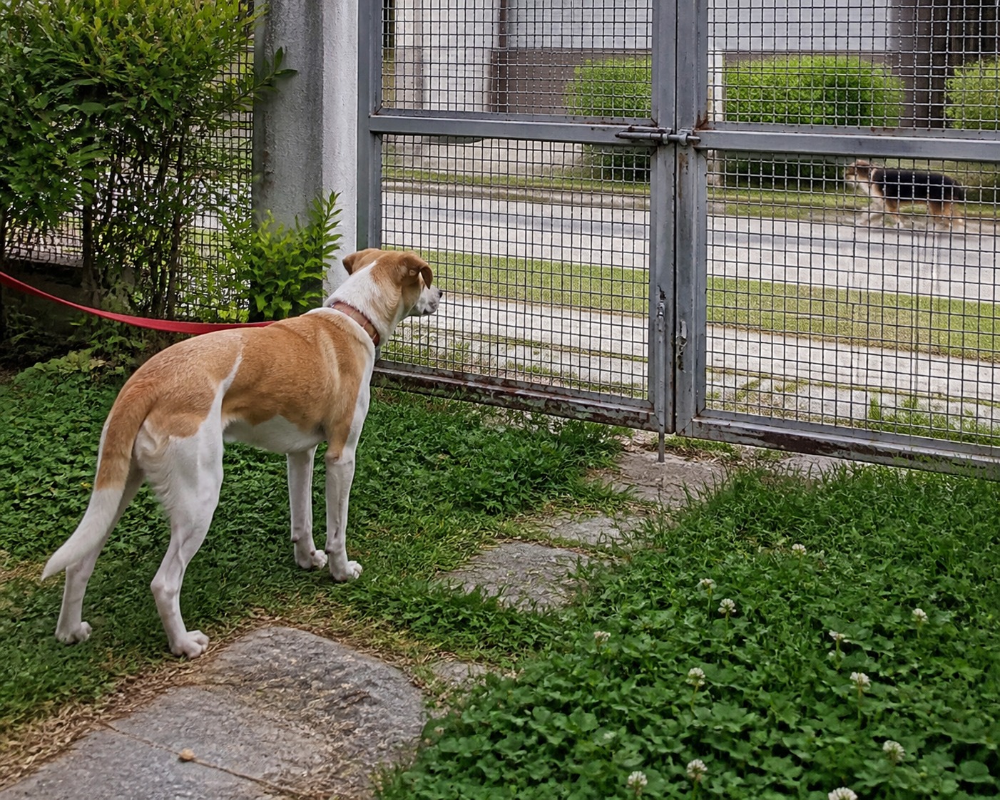 Your Dog Can Get Pregnant Without a Drop of Blood in Sight