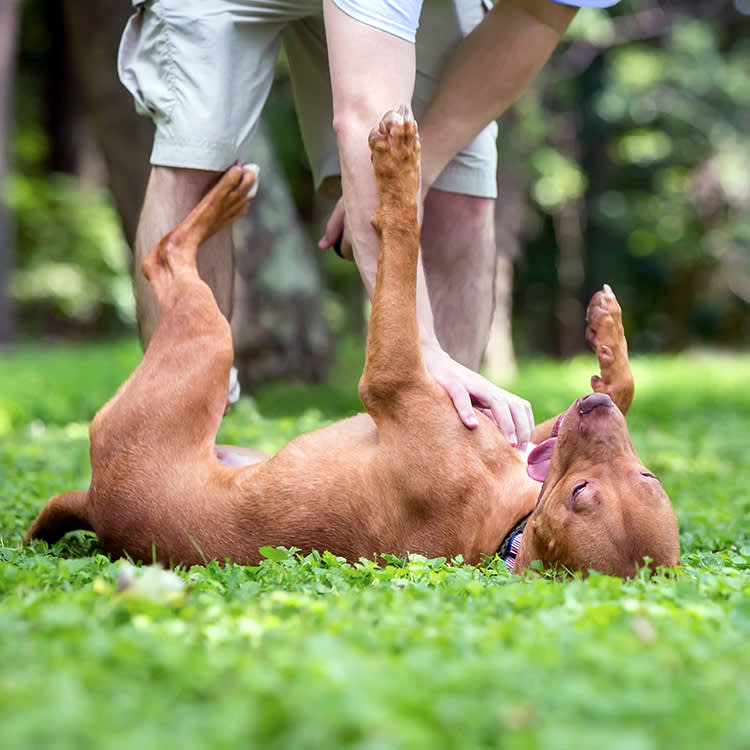 Your Dog Can Get Pregnant Without a Drop of Blood in Sight