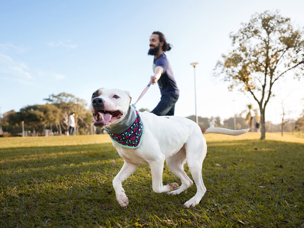 Your Dog Pulls Because Pulling Works. Stop Paying for It.