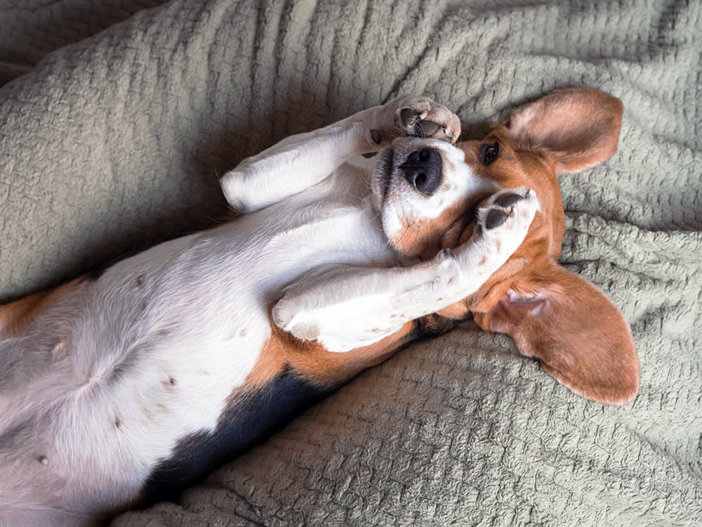 Your Dog's Red Eye: When to Treat It as an Allergy, and When to Assume the Worst