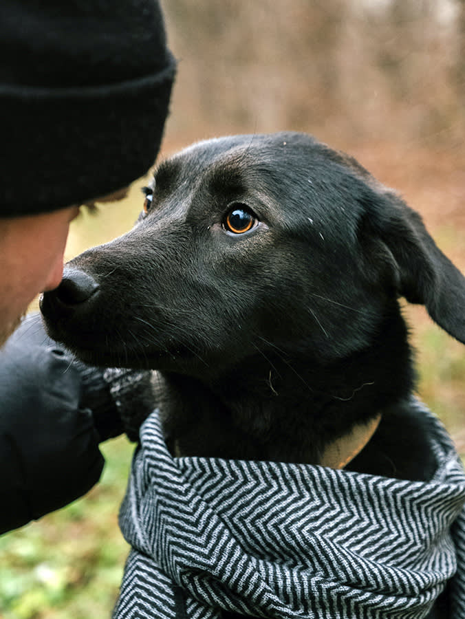 A Red, Goopy Dog Eye Is the One Symptom You Never Wait Out