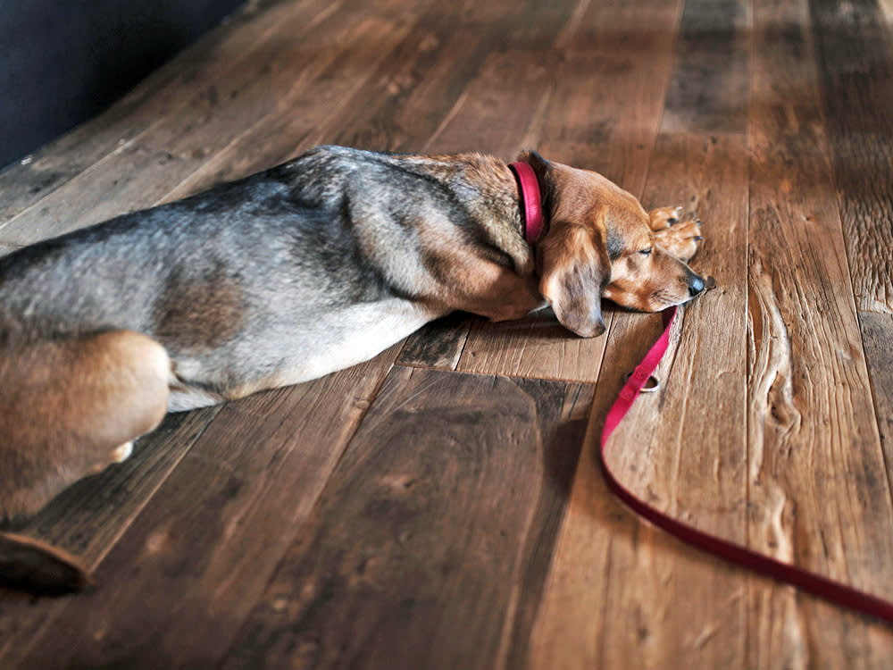 Some Dogs Hate Walks. Dragging Them Only Makes It Worse.