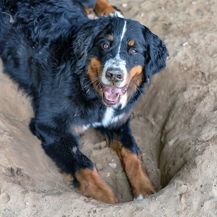 Ringworm in Dogs Isn't a Worm. And Half the Cure Happens at Home