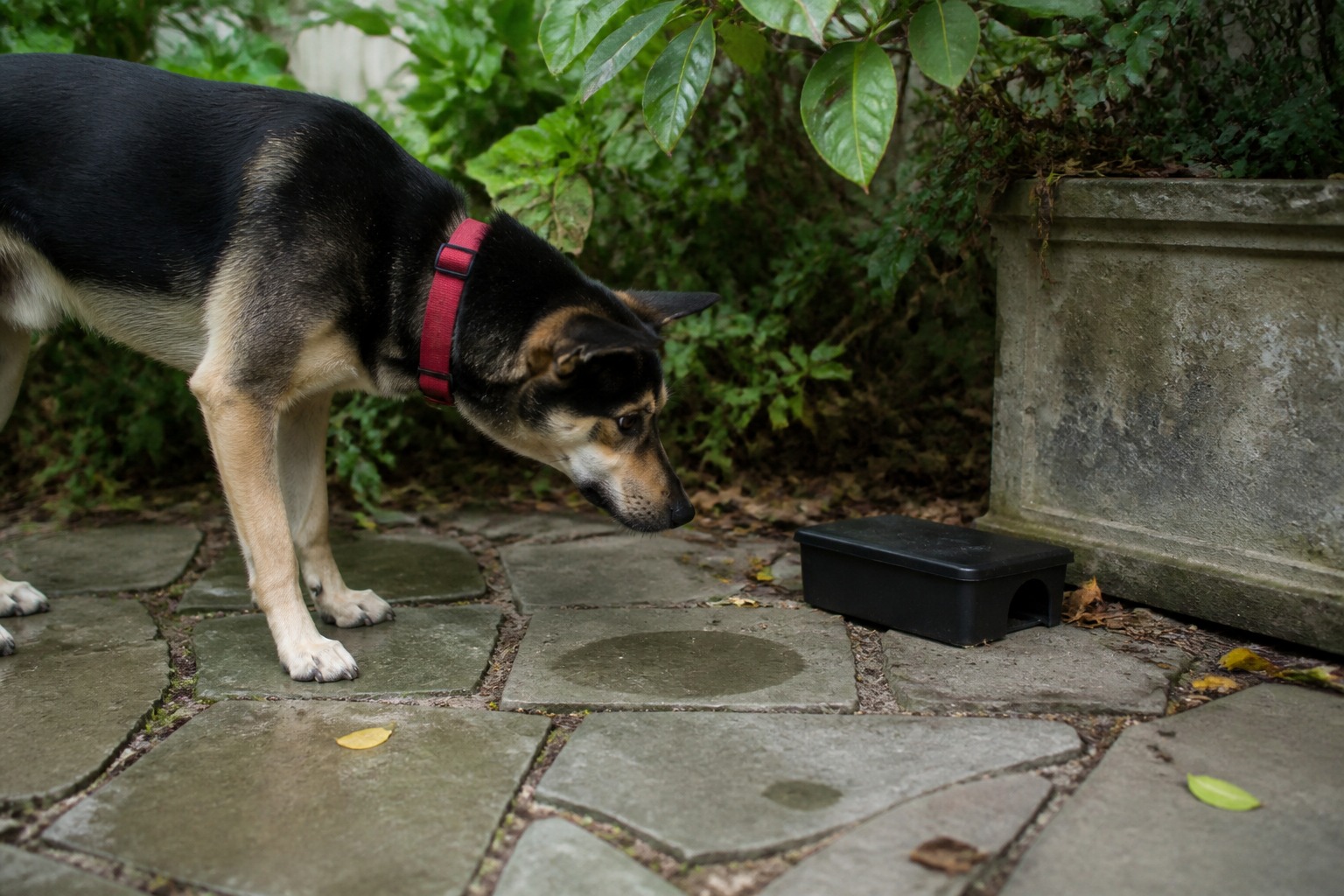 Bromethalin Is the Rat Poison That Looks Harmless for Days, Then Isn't