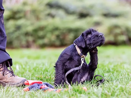 Scabies Looks Alarming. It's One of the Most Curable Things Your Dog Can Get.