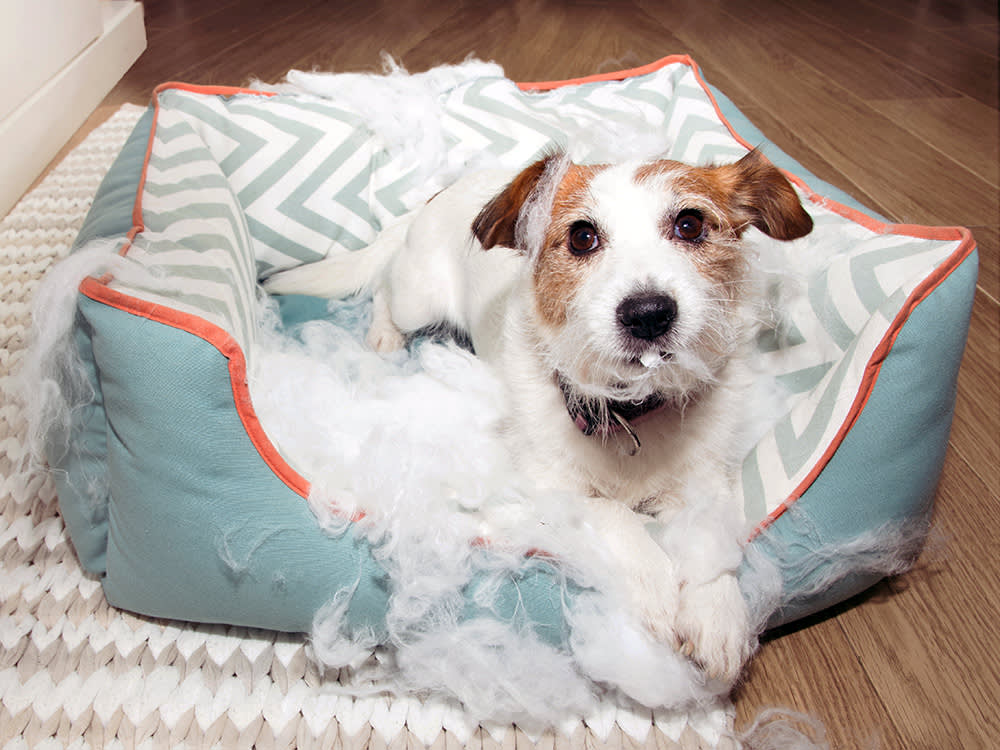Your Dog Didn't Shred the Bed to Punish You. They Ran Out of Ideas.