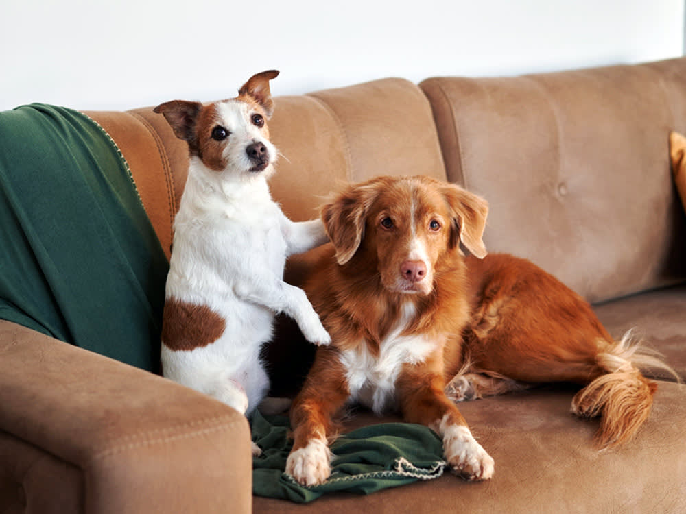 Big Dogs Die Younger, Everyone Knows. The Surprise Is What Small Dogs Are Hiding