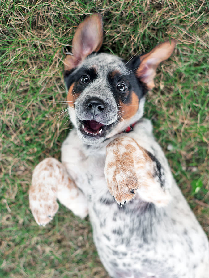 Your Dog's Skin Is Turning Gray or Black. It's Trying to Tell You Something.