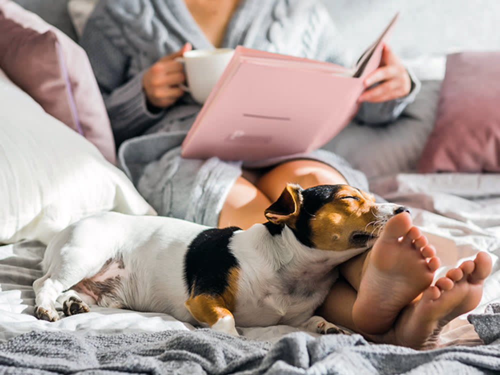 Your Dog Picked the Foot of the Bed on Purpose. It's a Compromise.