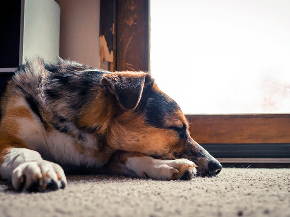 Your Dog Isn't Standing Guard. They're Just Not All the Way Asleep.