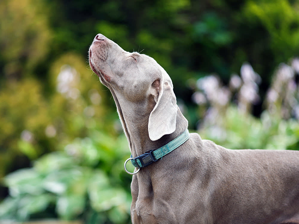 Your Dog Can Smell You From a Block Away