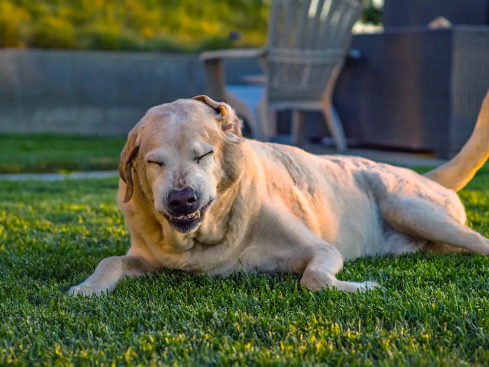 Most Dog Sneezes Are Nothing. Three Are a Same-Day Vet Visit.