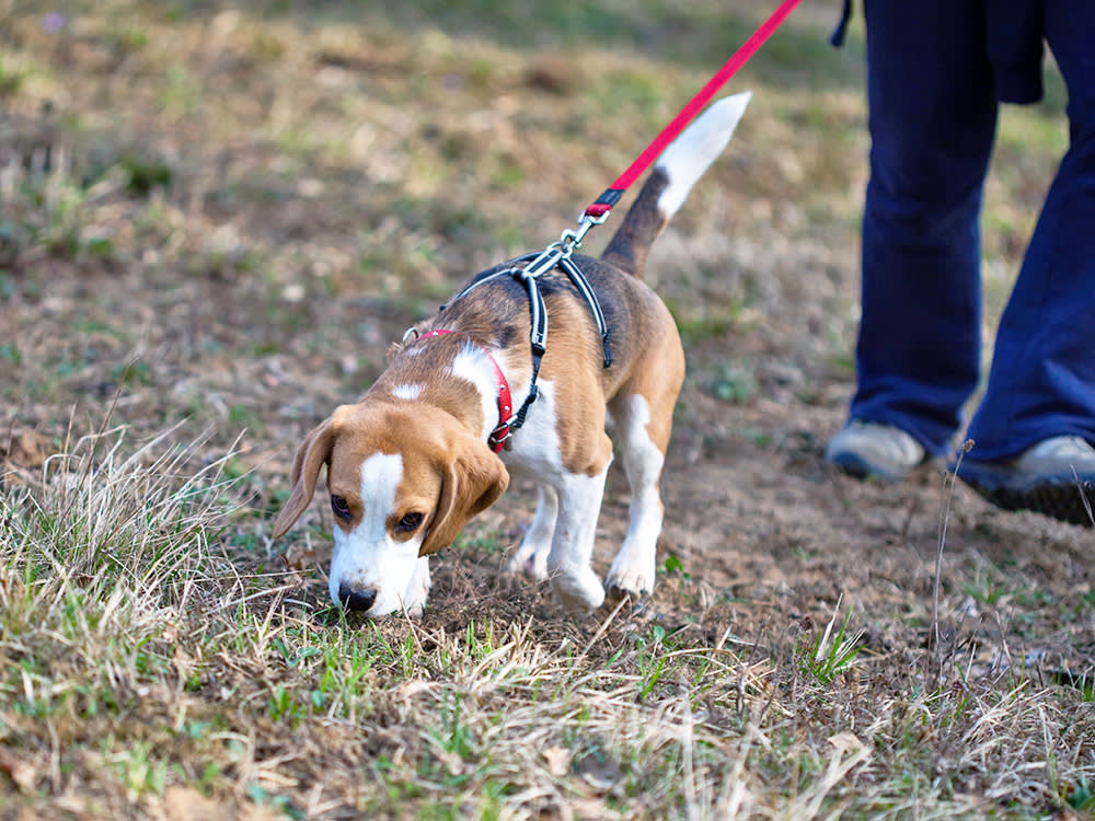 Your Dog Isn't Stalling Before They Poop. They May Be Checking a Compass.