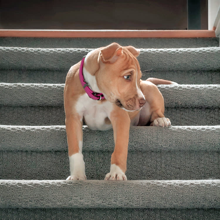 Your Dog Won't Do Stairs? Rule Out Pain Before You Rule Out Courage