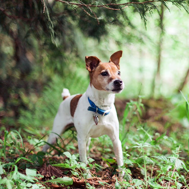 A Quiet Dog Is Fine. A Newly Quiet Dog Is a Symptom.