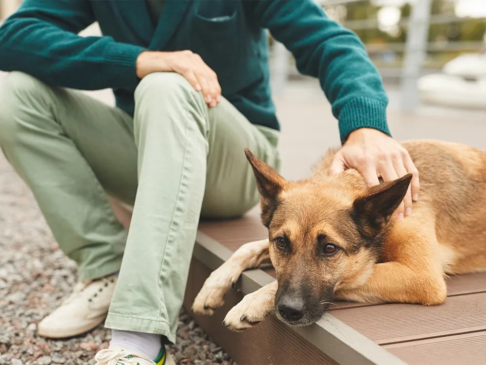 Your Straining Dog Might Not Be Constipated at All